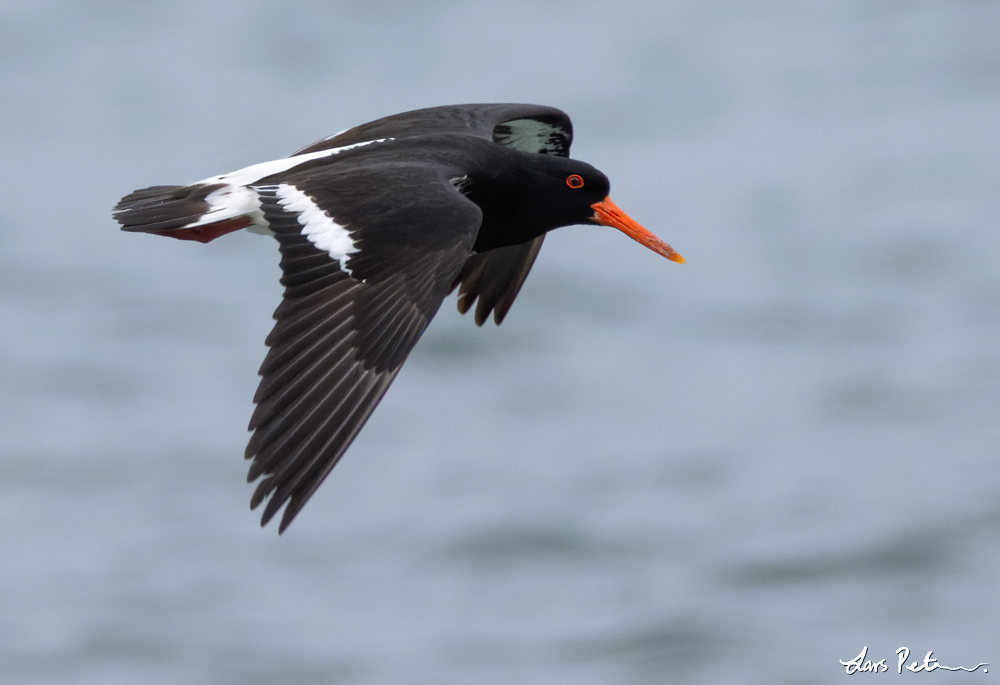 Pied Oystercatcher