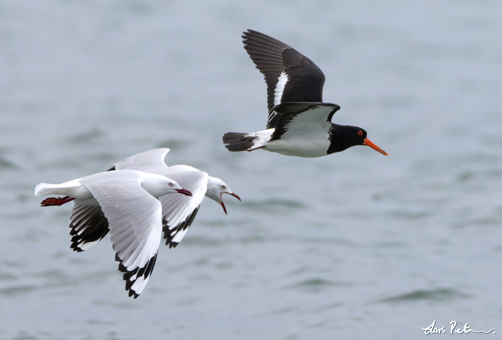 Pied Oystercatcher