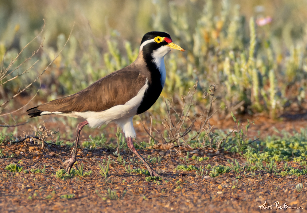 Banded Lapwing