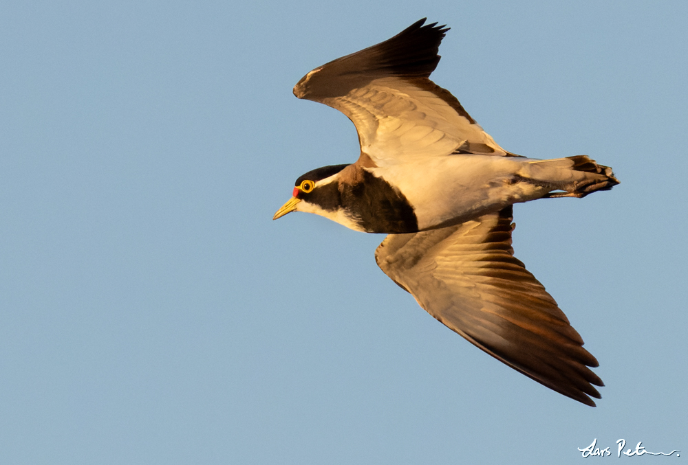 Banded Lapwing