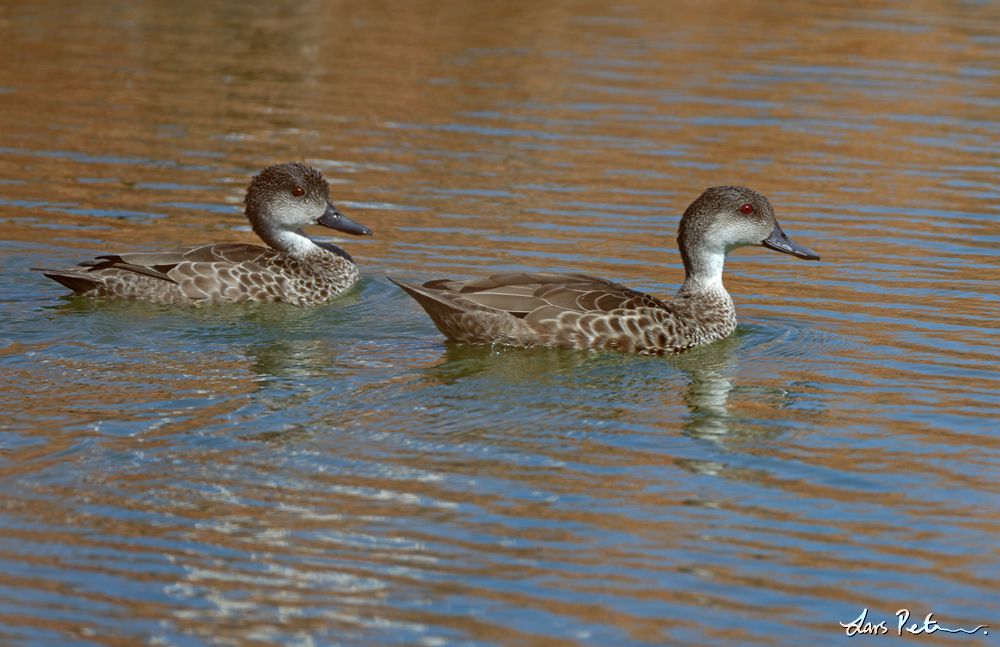 Grey Teal