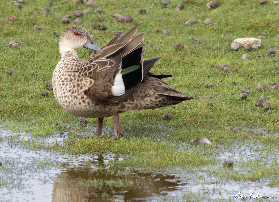 Grey Teal