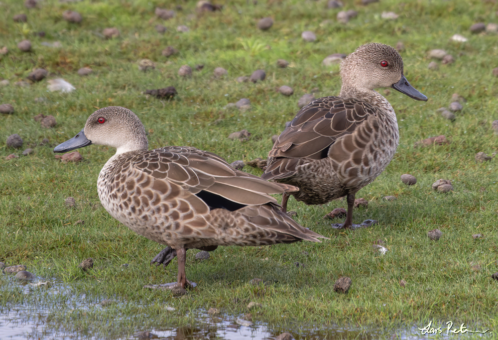 Grey Teal