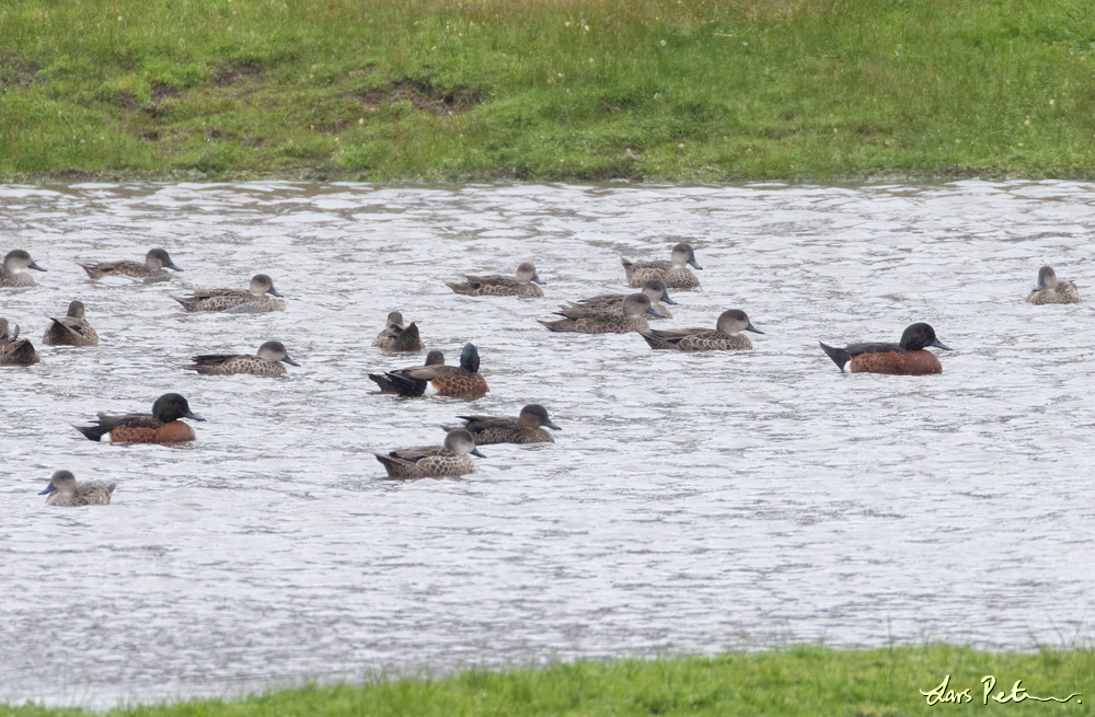 Chestnut Teal