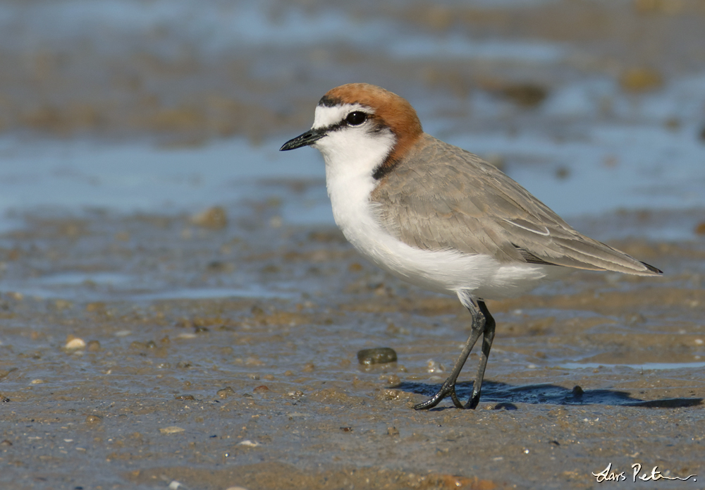 Red-capped Plover