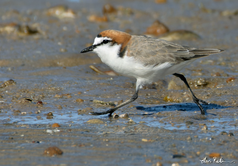 Red-capped Plover