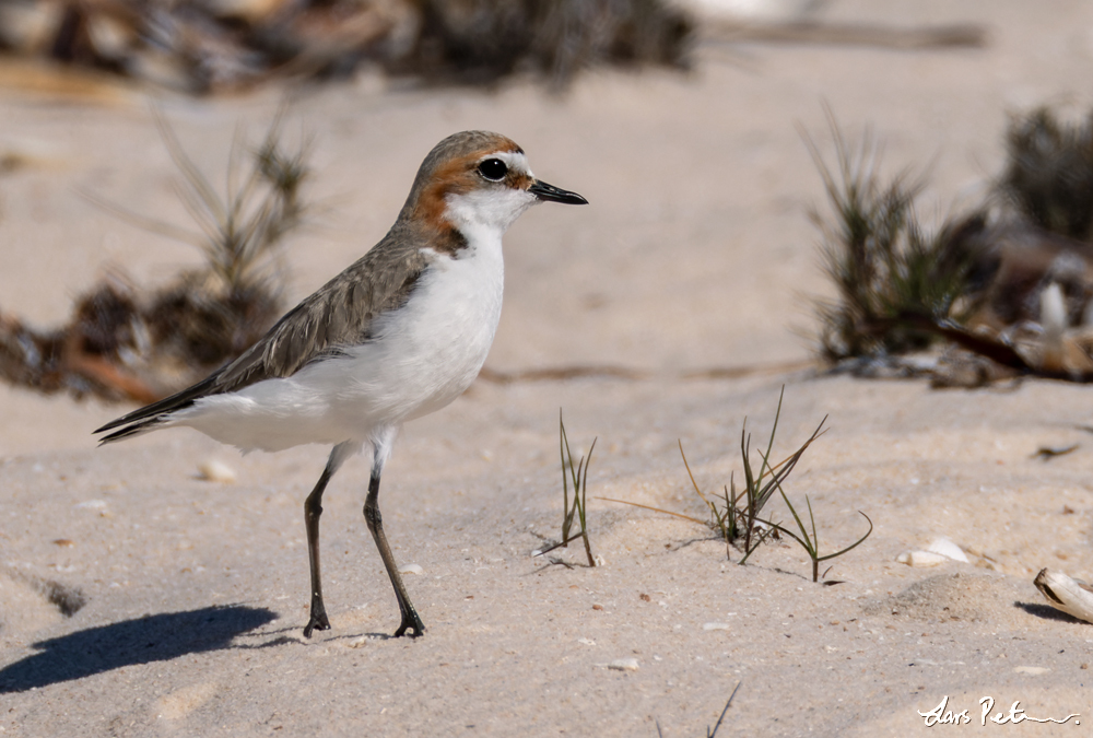 Red-capped Plover