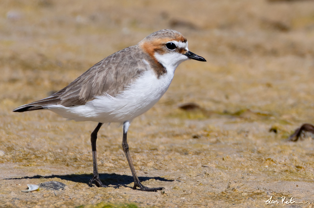 Red-capped Plover