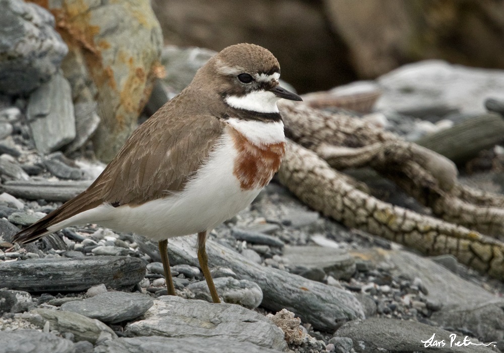 Double-banded Plover