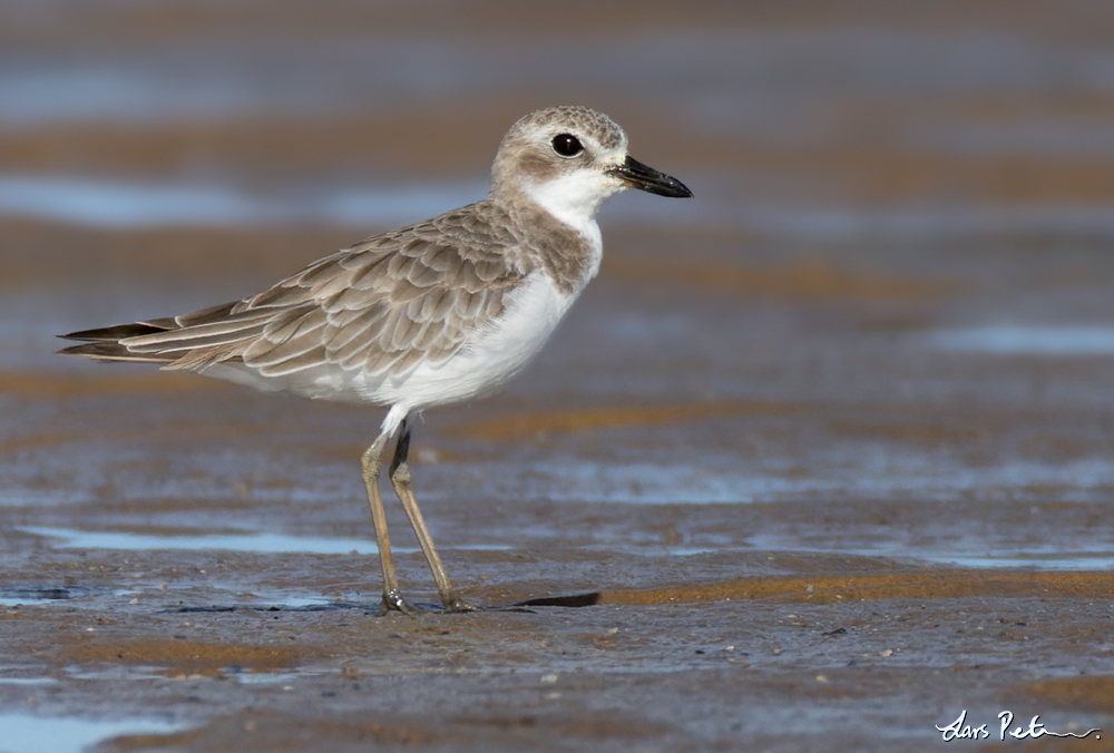 Greater Sand Plover