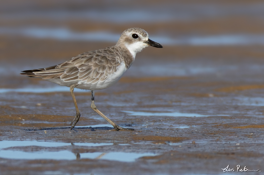 Greater Sand Plover