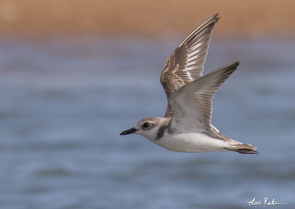 Greater Sand Plover