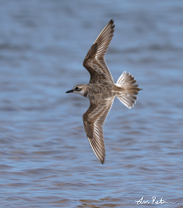 Greater Sand Plover