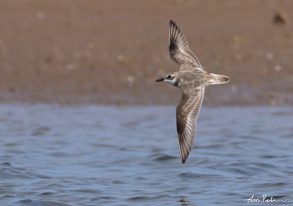 Greater Sand Plover