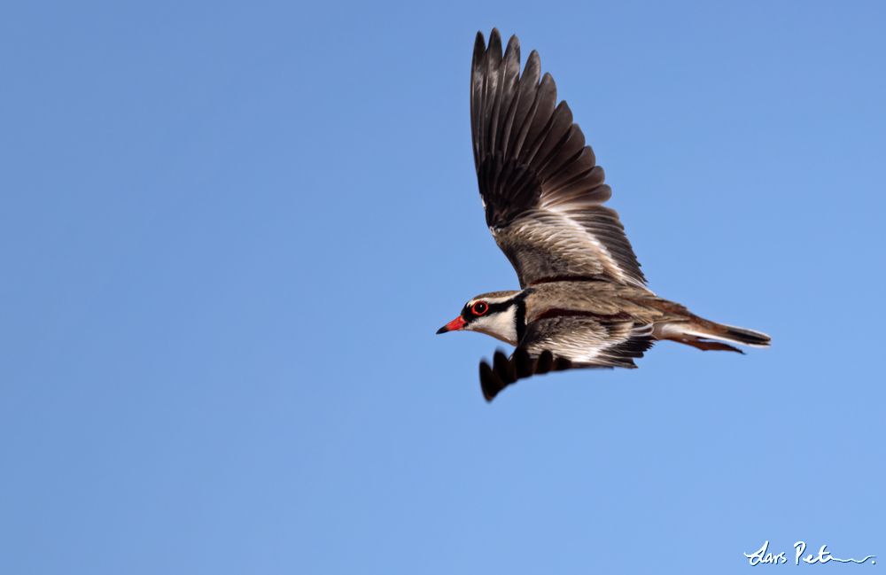 Black-fronted Dotterel