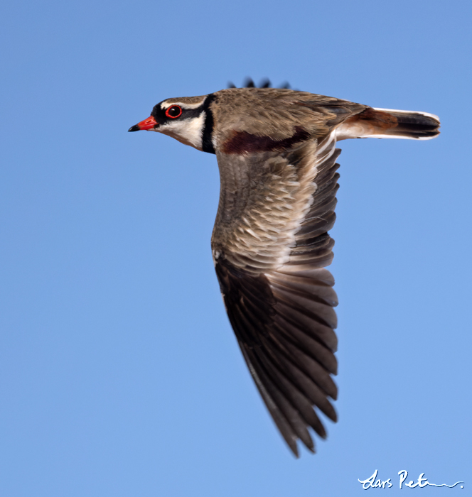 Black-fronted Dotterel