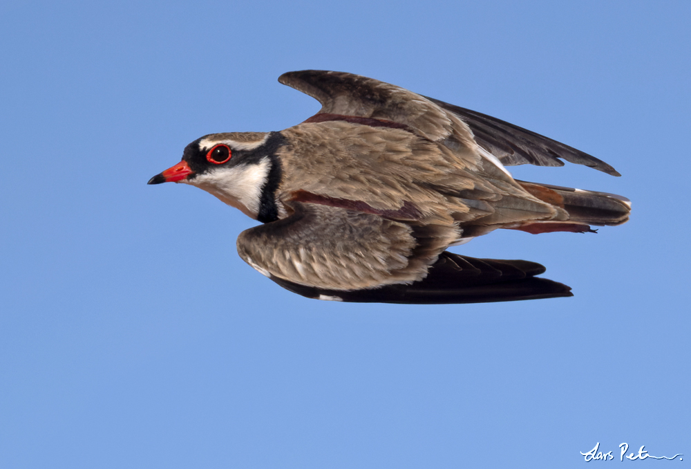 Black-fronted Dotterel