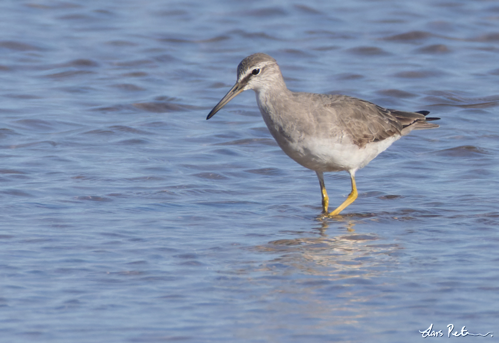 Grey-tailed Tattler