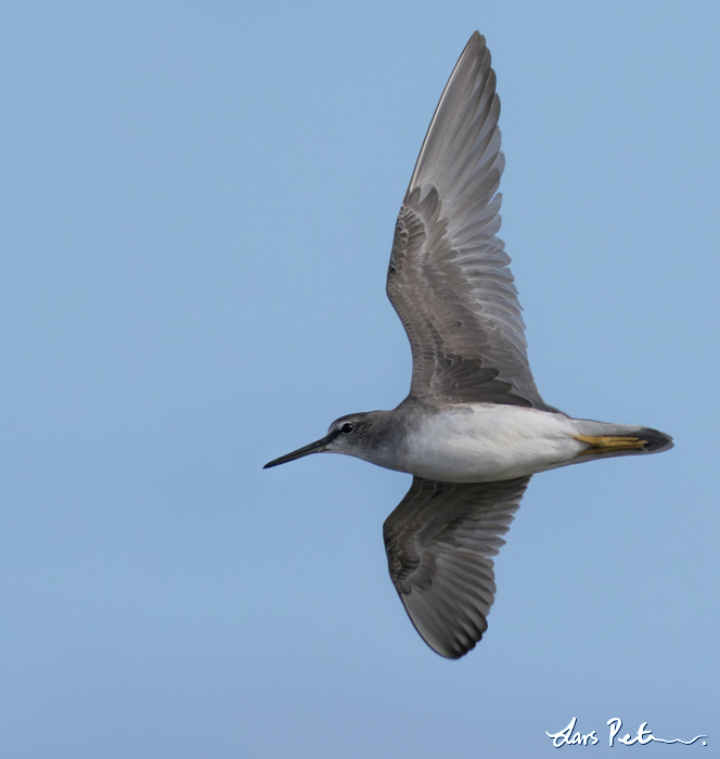 Grey-tailed Tattler