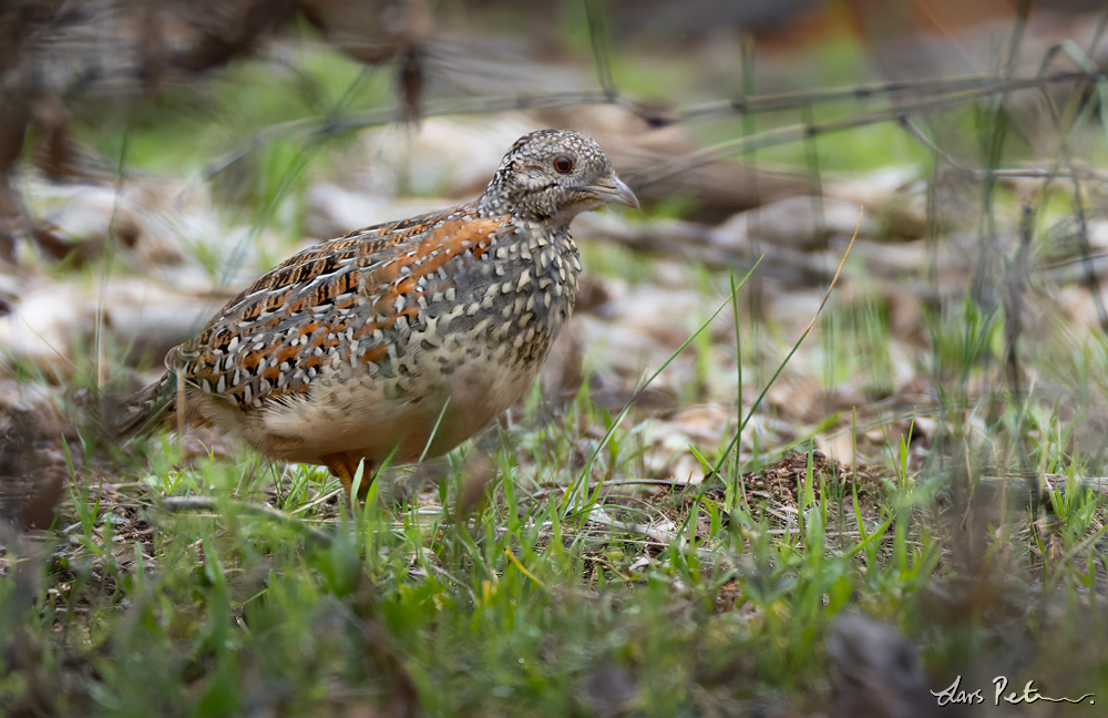 Painted Buttonquail