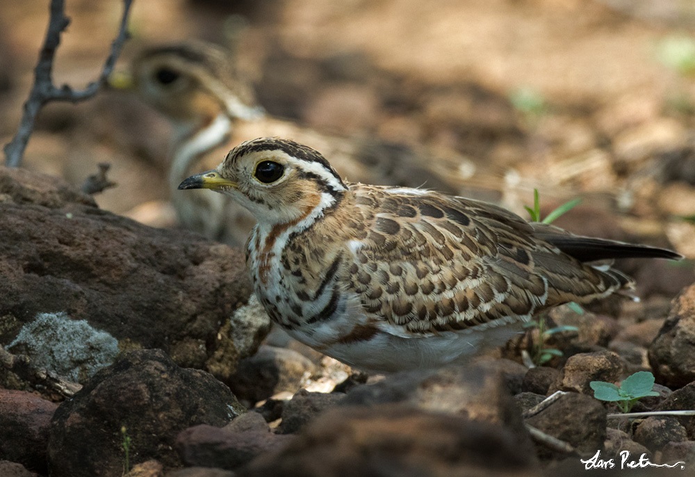 Three-banded Courser