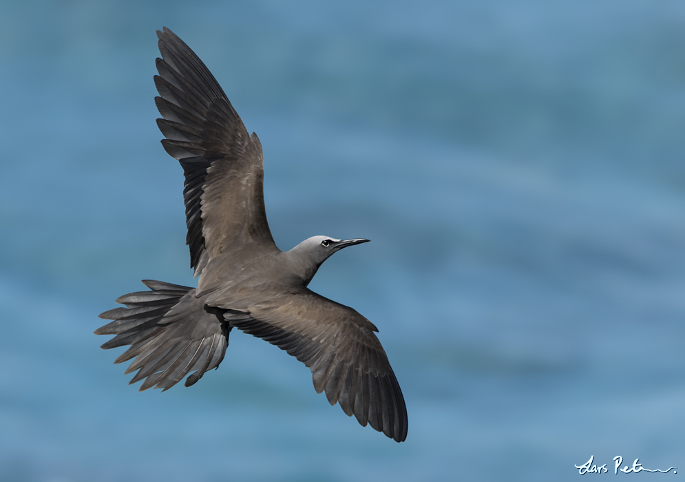 Brown Noddy