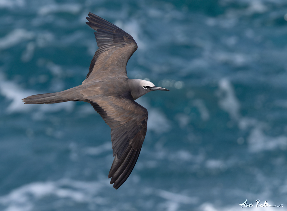 Brown Noddy