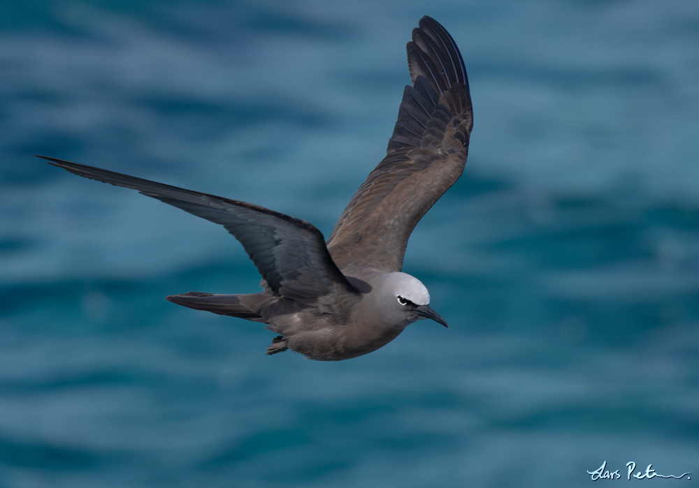 Brown Noddy