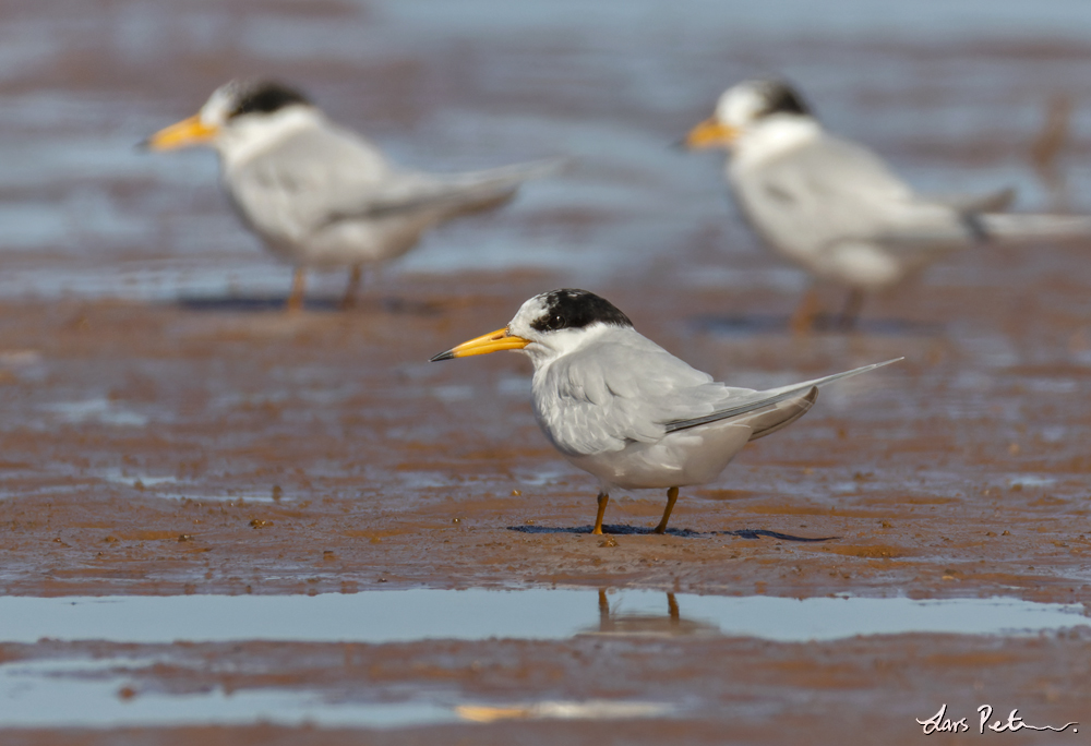 Little Tern