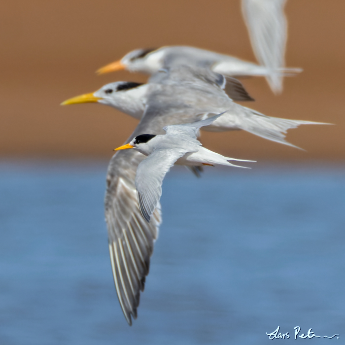 Little Tern