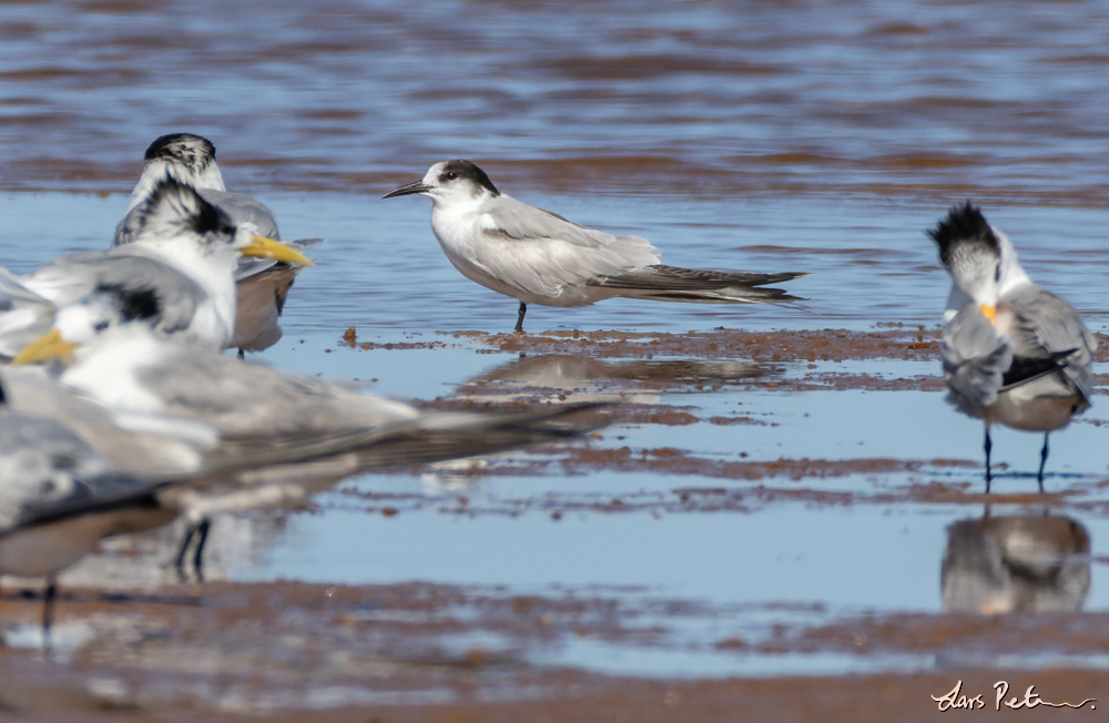 Common Tern