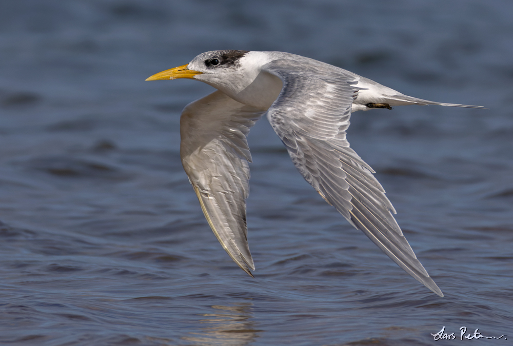 Greater Crested Tern