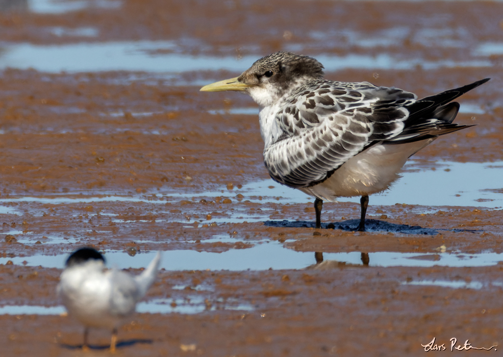 Greater Crested Tern