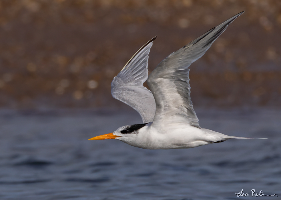 Lesser Crested Tern