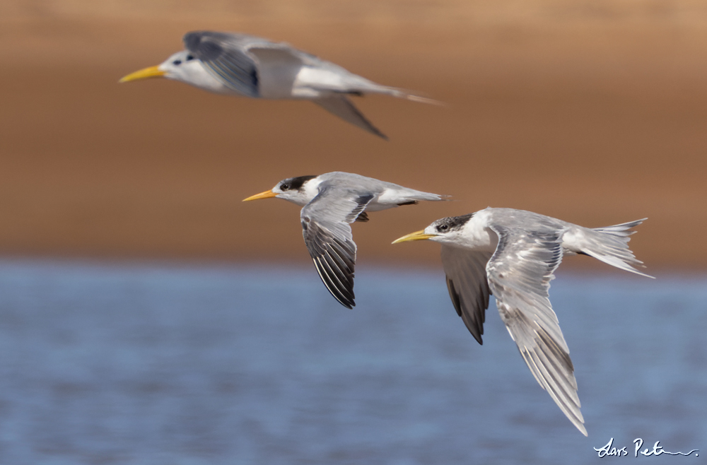 Lesser Crested Tern