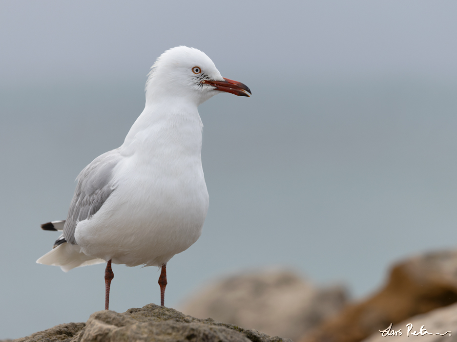 Silver Gull