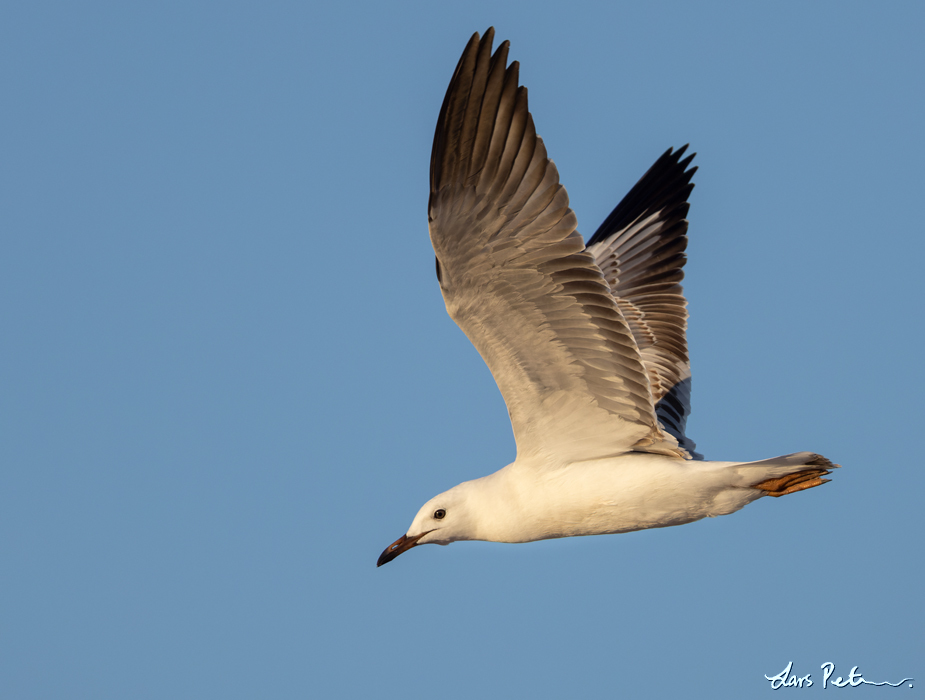 Silver Gull