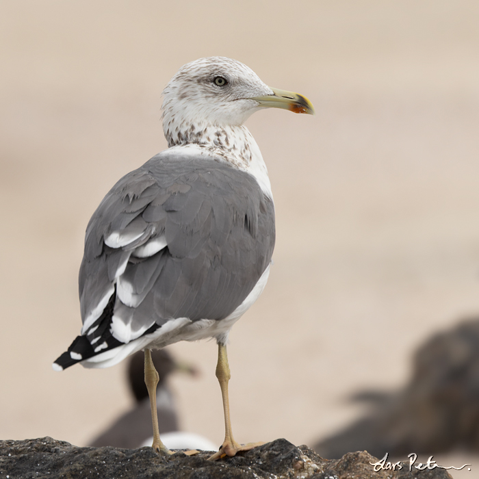 Steppe Gull (Lesser Black-backed Gull)