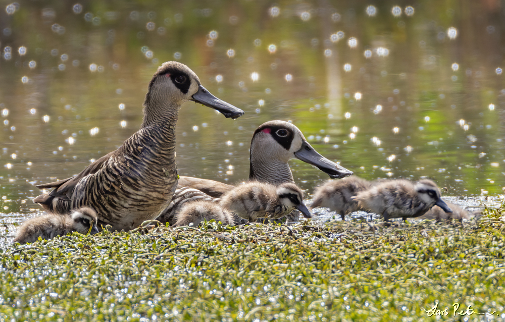 Pink-eared Duck