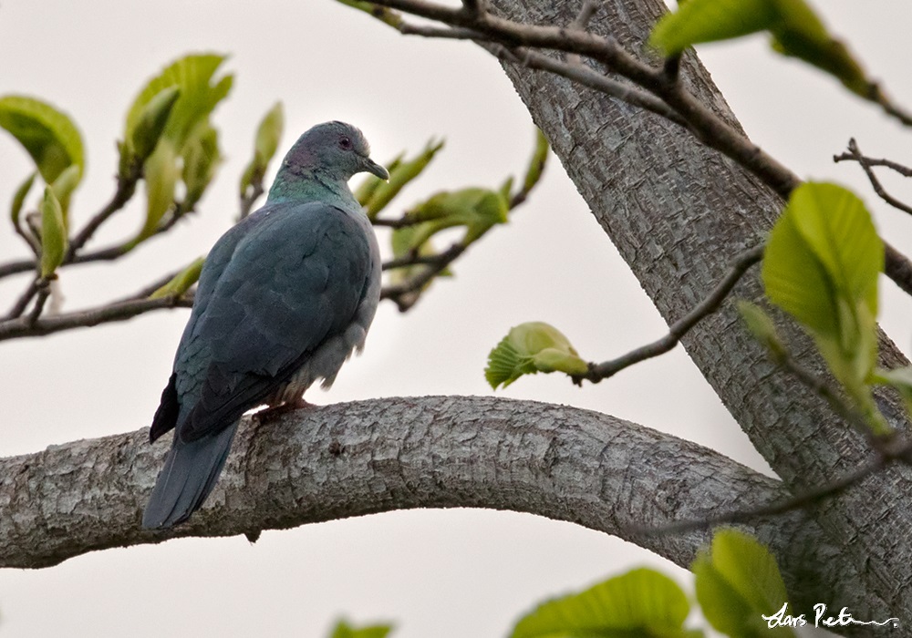 Island Bronze-naped Pigeon
