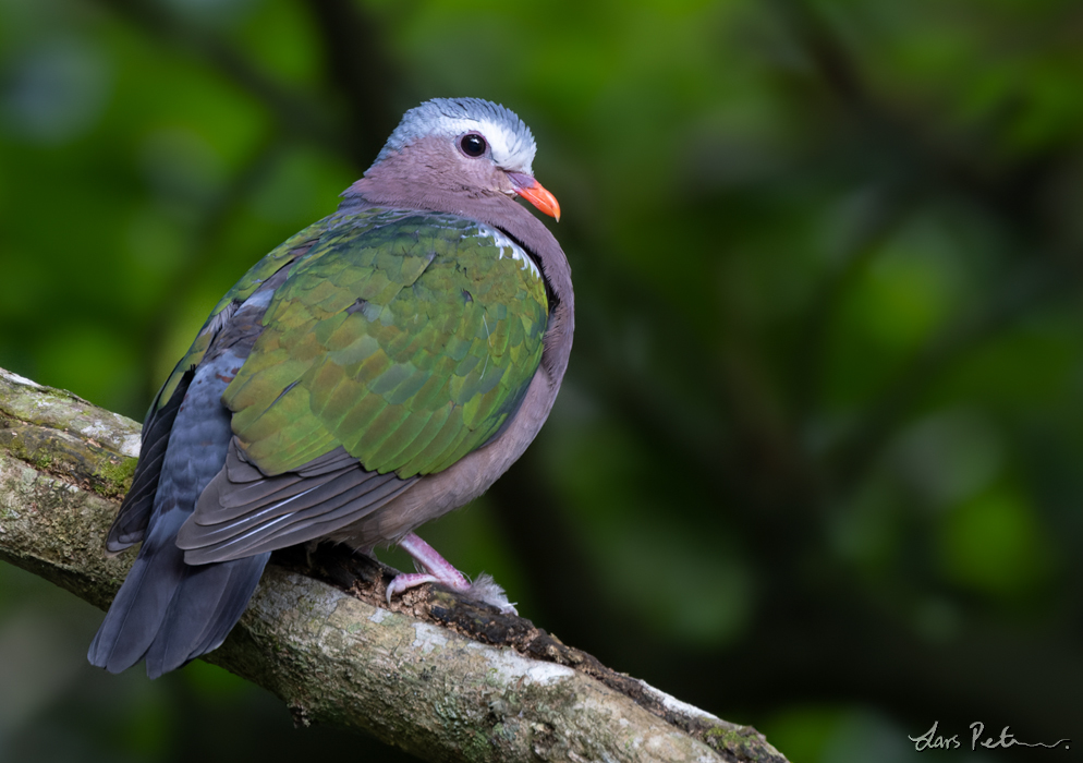 Common Emerald Dove