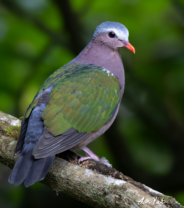 Common Emerald Dove