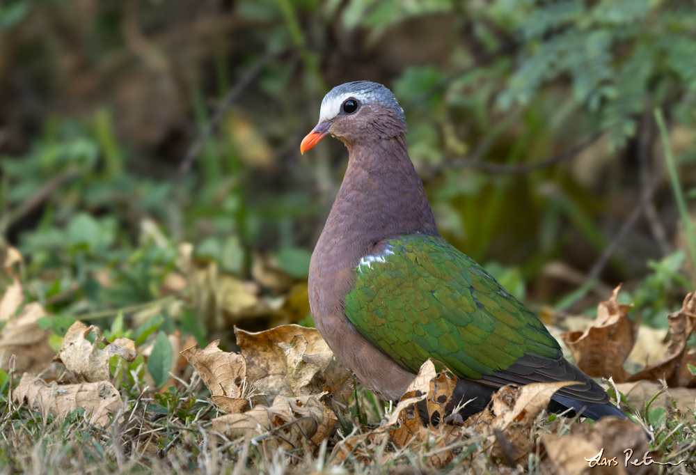 Common Emerald Dove