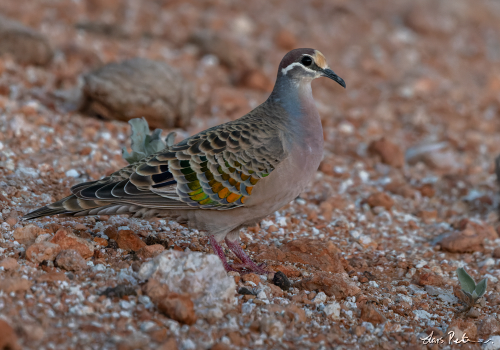 Common Bronzewing