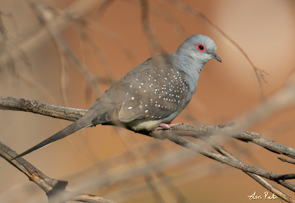 Diamond Dove