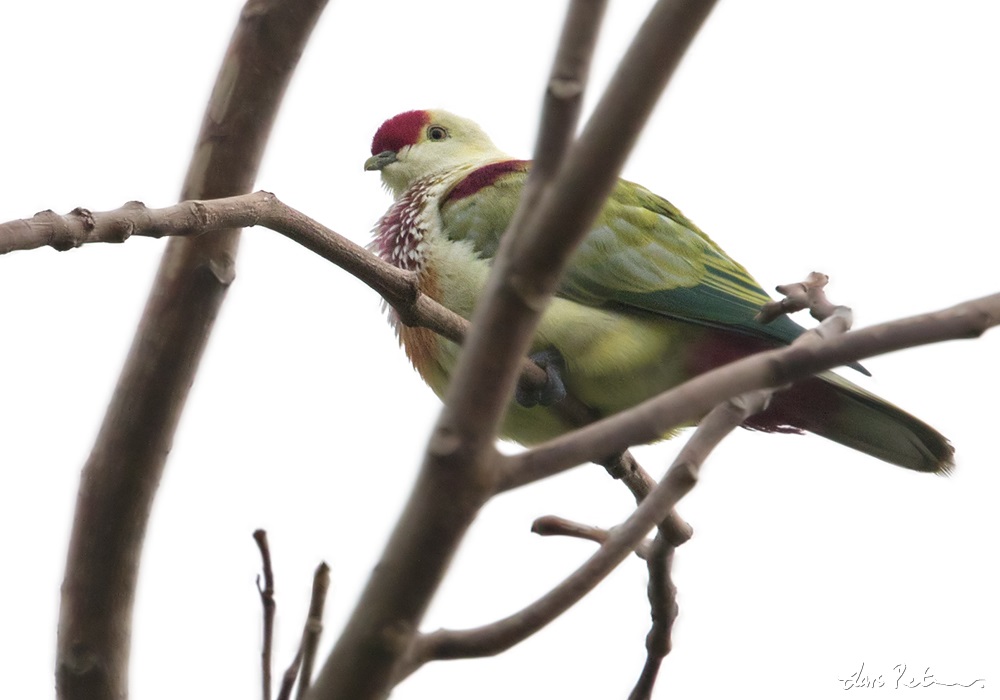 Many-colored Fruit Dove