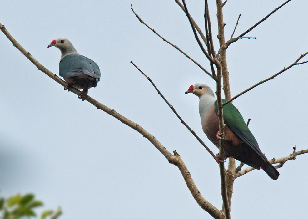 Red-knobbed Imperial Pigeon