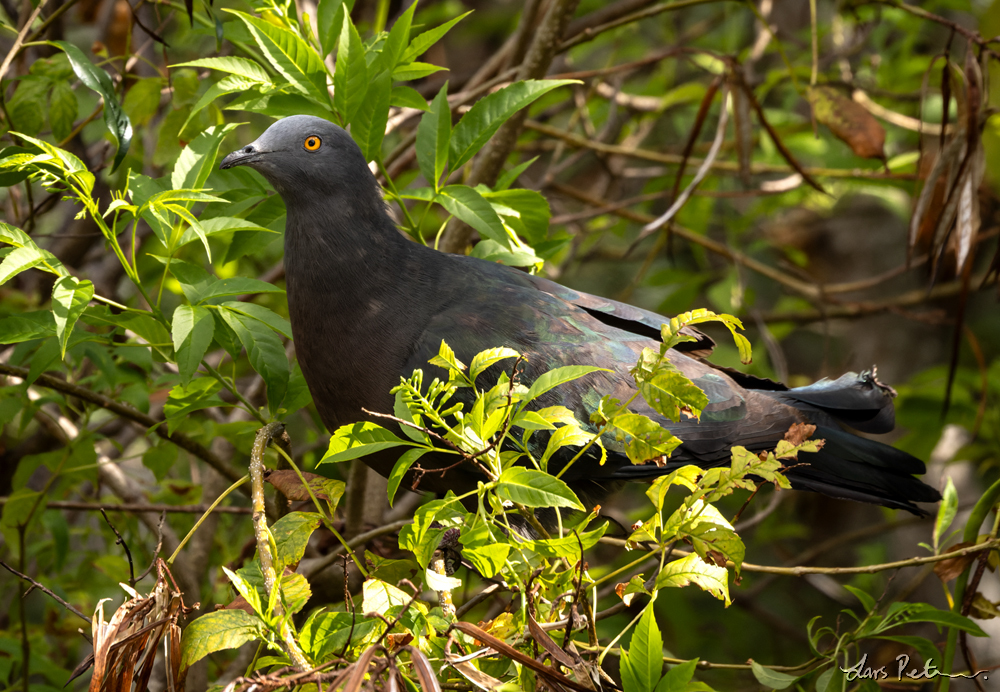 Christmas Imperial Pigeon