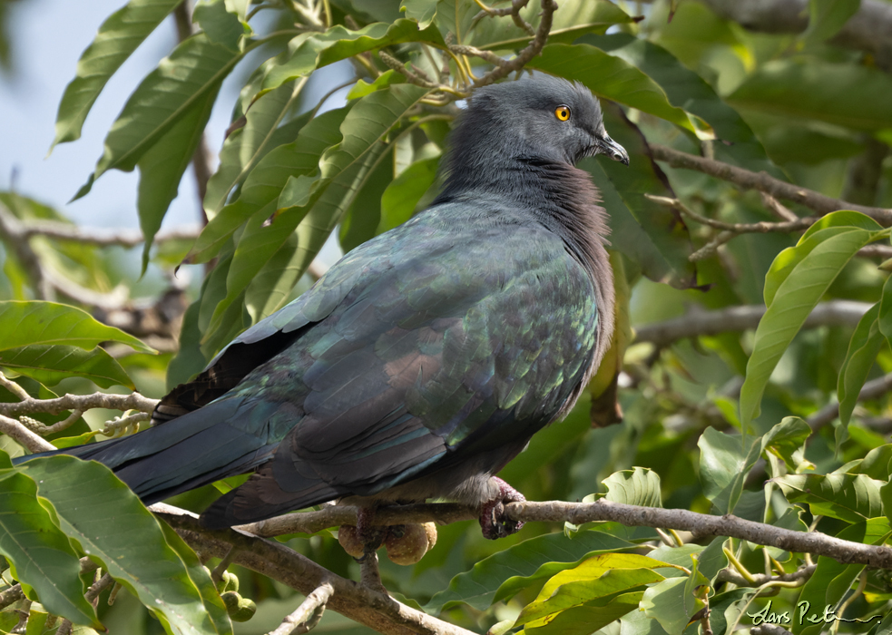 Christmas Imperial Pigeon