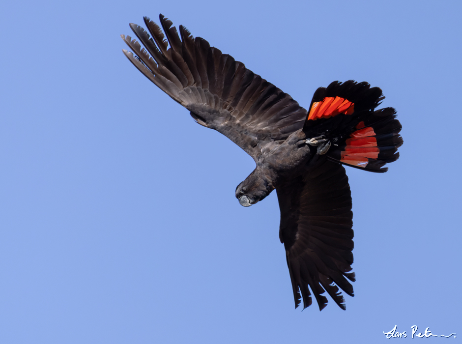 Red-tailed Black Cockatoo